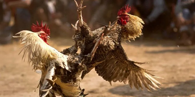 Lý do nhiều người lựa chọn xem trực tiếp đá gà tre tại UU88