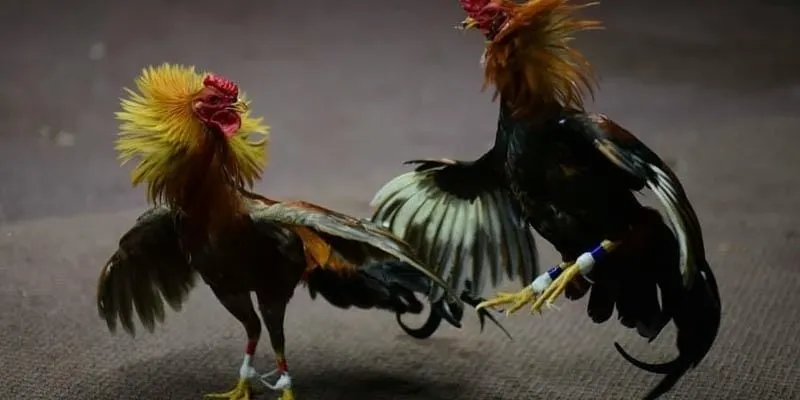 Quy tắc thi đấu của loại hình chọi gà Thomo