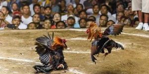 Trực Tiếp Đá Gà Tre Mỹ