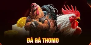 đá gà thomo tại uu88