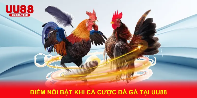 Điểm Nổi Bật Khi Cá Cược Đá Gà Tại UU88